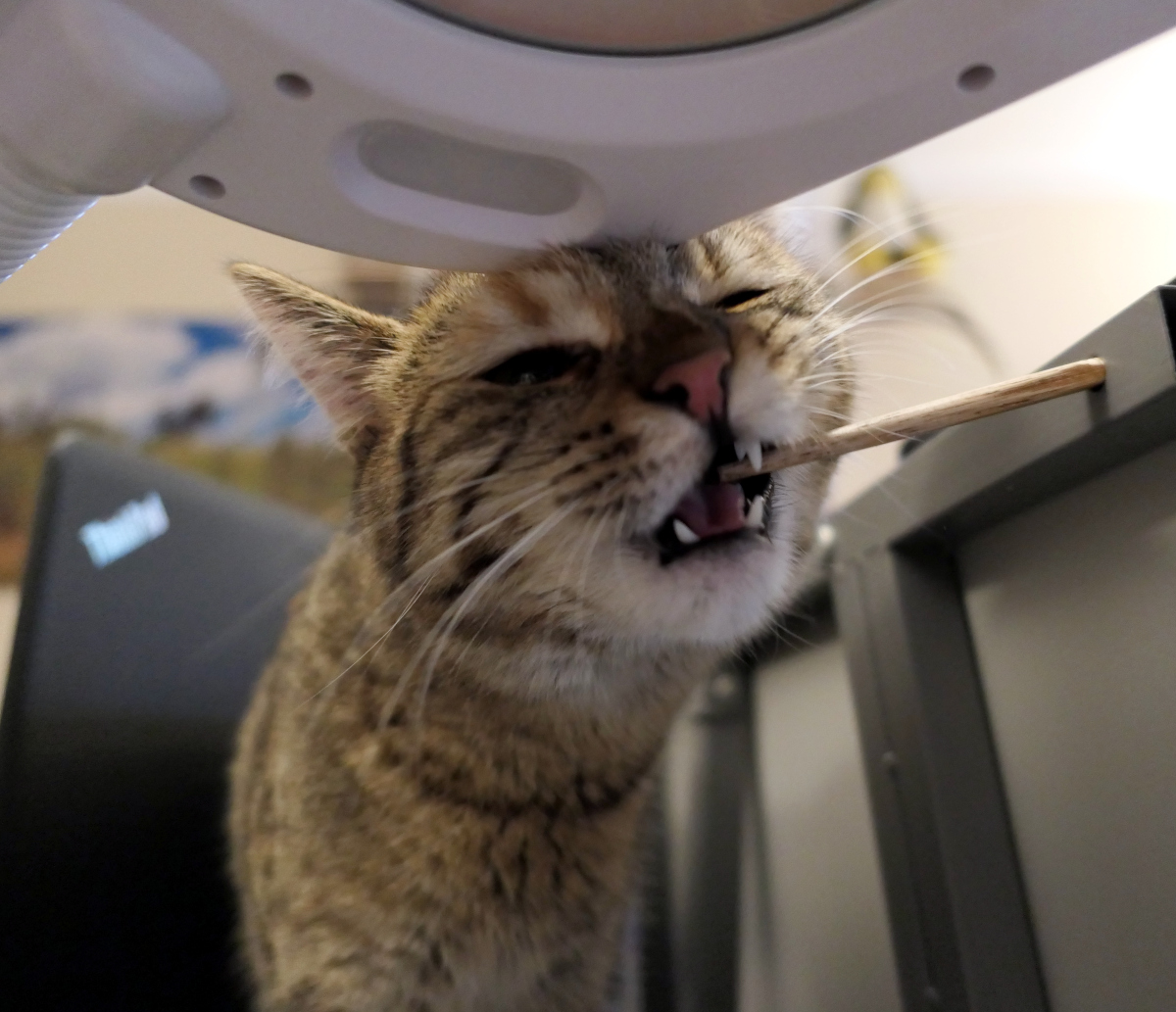 Katze Lilly steht auf dem Schreibtisch und beißt verspielt in einen Holzstab auf Augenhöhe. Dabei sind ihre kleinen weißen Zähnchen gut zu sehen. Lilly-20260519b