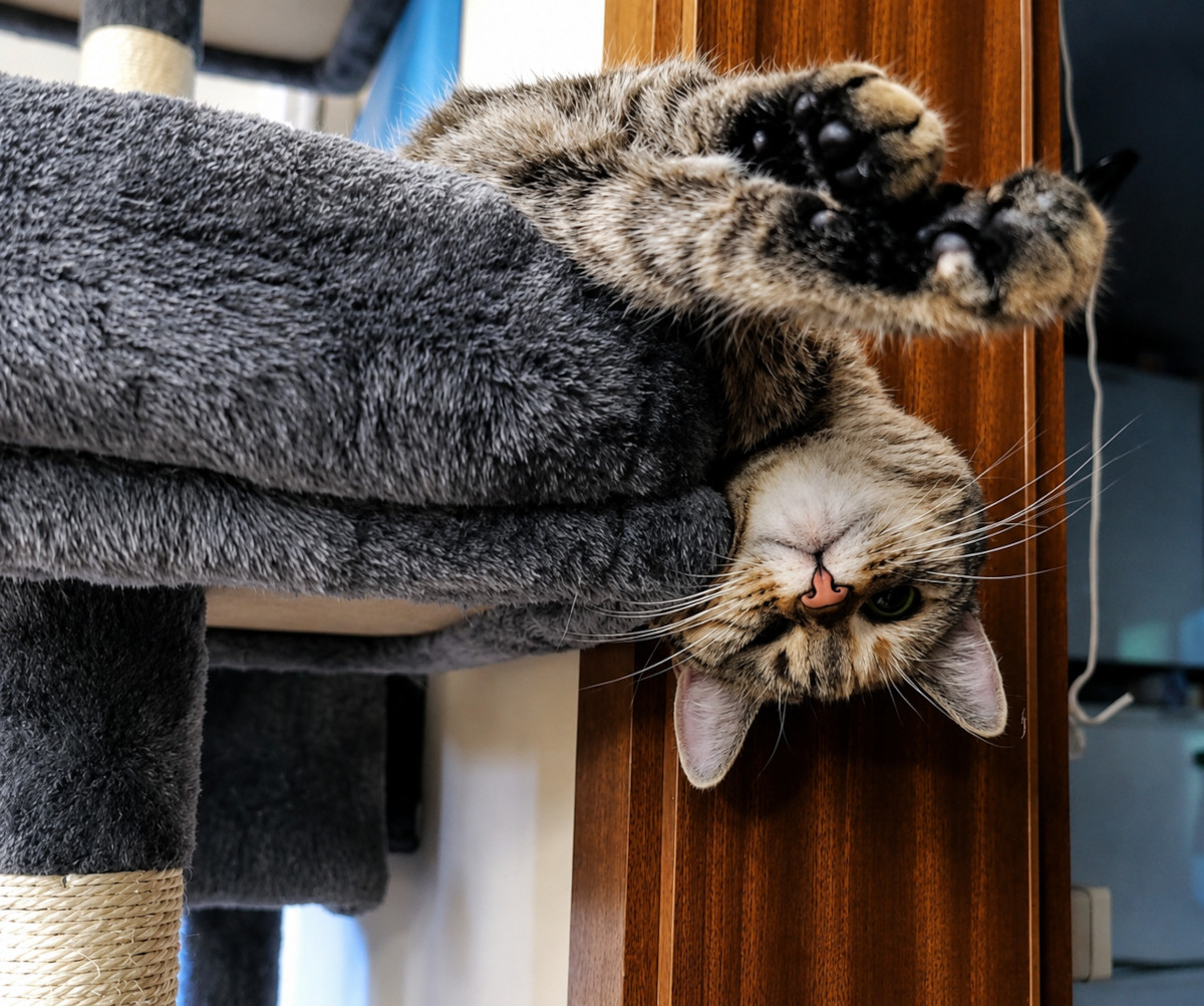 Katze Lilly liegt kopfüber auf einer Liegefläche ihres Katzenbaums. Mit ausgestreckten Vorderpfoten und neugierigem Blick hängt sie entspannt über den Rand und präsentiert dabei ihre schwarzen Pfotenballen. Lilly-20260619a