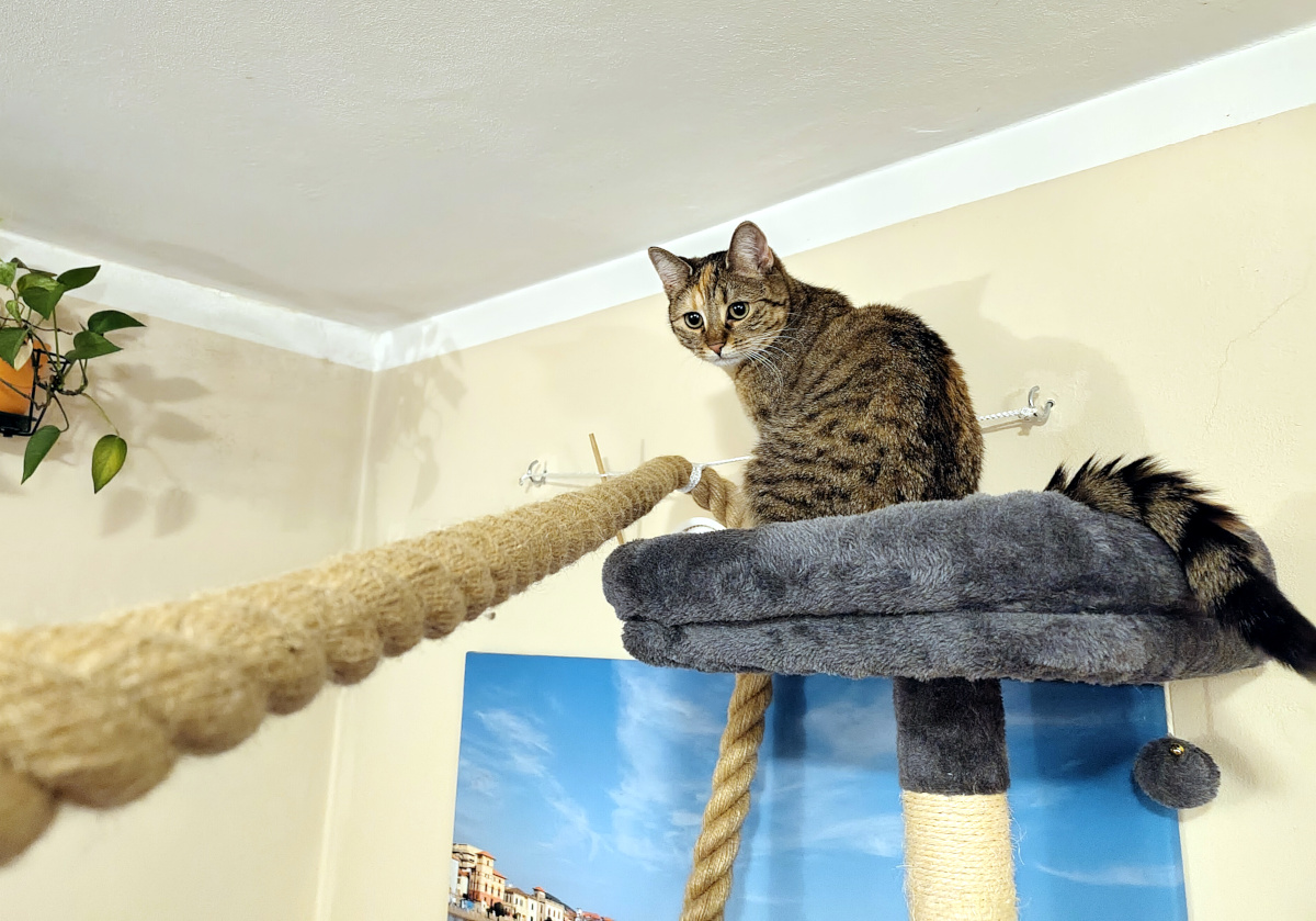 Katze Lilly sitzt oben auf der gepolsterten Liegefläche ihres Katzenbaums. Direkt neben ihr beginnt ein dickes Tau, das hoch durch den Raum gespannt ist. Lilly blickt aufmerksam und noch etwas skeptisch in Richtung Kamera – als müsse sie erst entscheiden, was sie von ihrer neuen Balancierstrecke halten soll. Lilly-20260819b