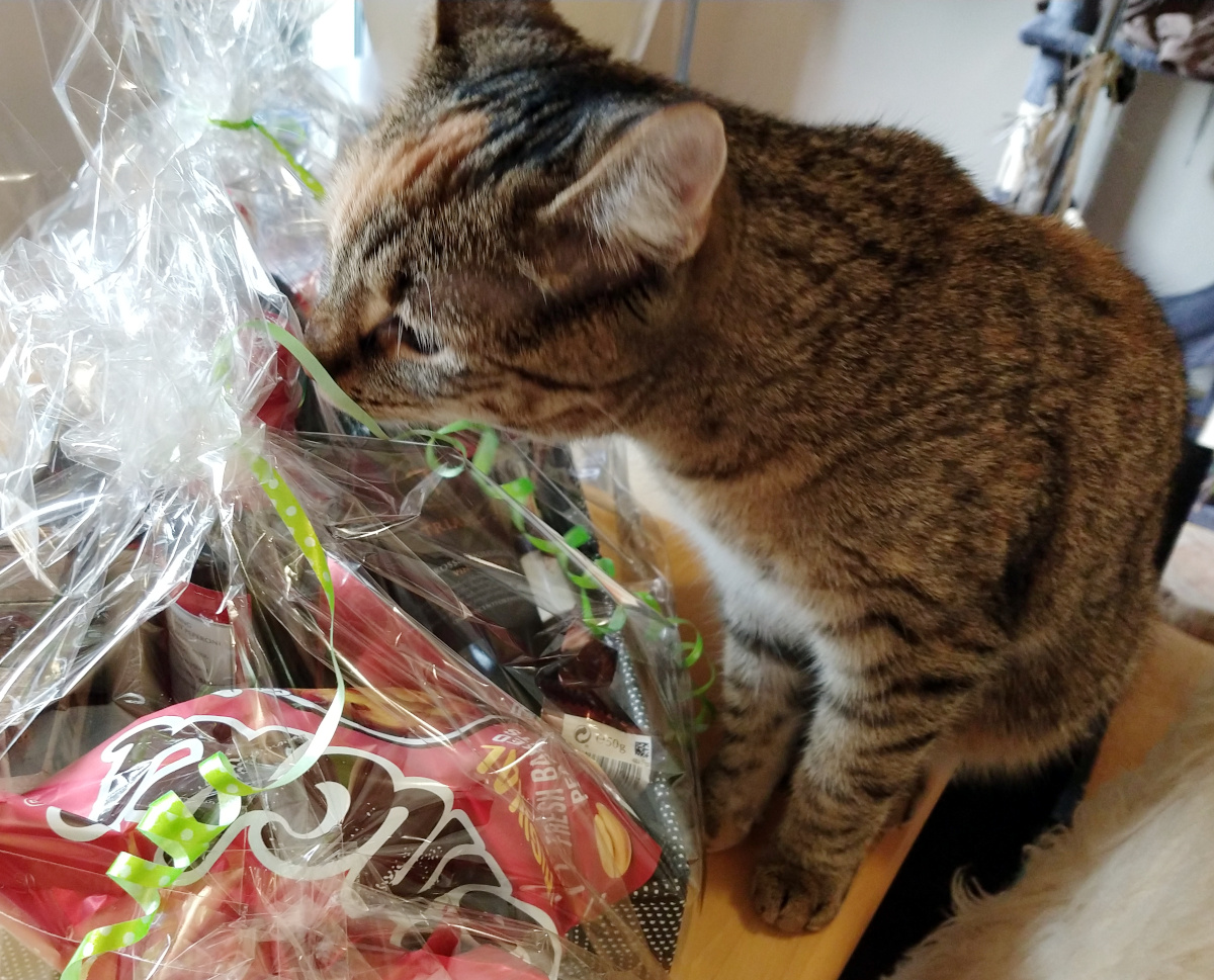 Katzenkönigin Lilly sitzt aufmerksam auf dem Tisch vor einem großen, liebevoll eingepackten Präsentkorb. Der Korb ist mit transparenter Folie umhüllt und mit grünen Bändern verziert. Neugierig streckt Lilly ihren Kopf nach vorn und schnuppert konzentriert an der knisternden Verpackung – die Ohren gespitzt, der Blick wachsam und voller Erwartung, als würde sie jeden Moment ein verstecktes Leckerli entdecken Lilly-20260320