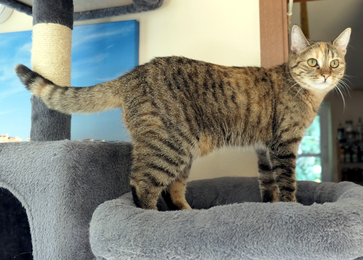 Katze Lilly steht aufmerksam auf der oberen Liegefläche ihres grauen Katzenbaums. Mit neugierig geöffneten Augen blickt sie in den Raum, den Schwanz waagerecht ausgestreckt und bereit für ihr nächstes Abenteuer. Lilly-20260720c