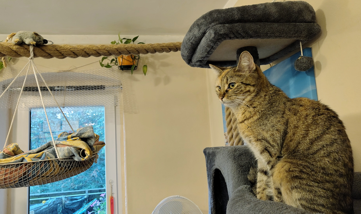 Katze Lilly sitzt auf einer Etage ihres Katzenbaums und blickt aufmerksam zu dem neuen, quer durch den Raum gespannten Tau. Darauf sitzt ihre Stoffmaus Klaus. Lilly wirkt, als würde sie sich fragen, wie ihre Lieblingsmaus dort hinaufgekommen ist. Lilly-20260820b