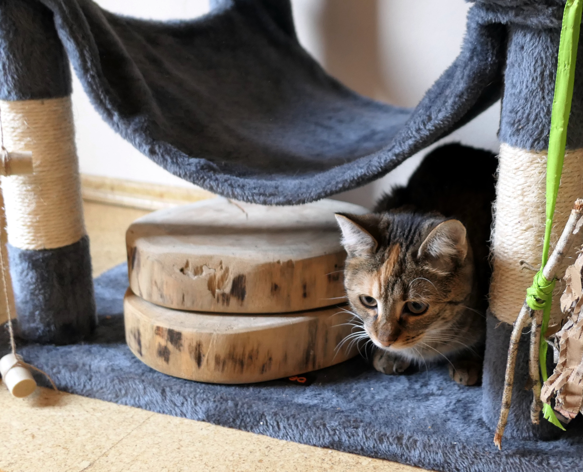 Lilly sitzt zusammengekauert in der unteren Etage ihres Katzenbaums, das flauschige Fell eng an sich gezogen, die Augen leicht melancholisch – eine kleine Königin im Rückzugsmodus. Lilly-20260321a
