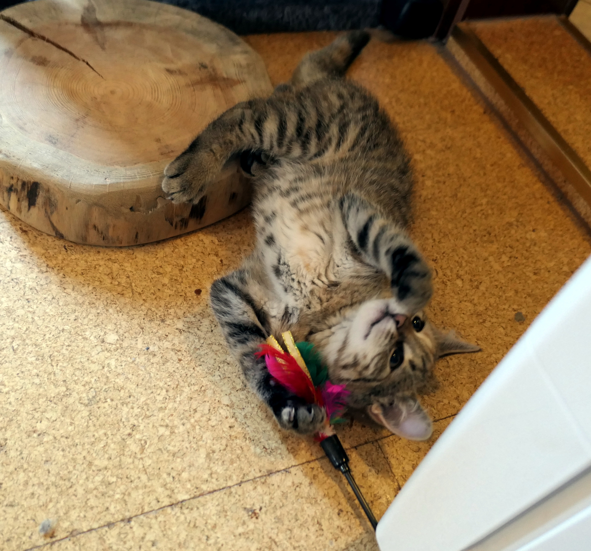 Lilly-spiel-2-20250821