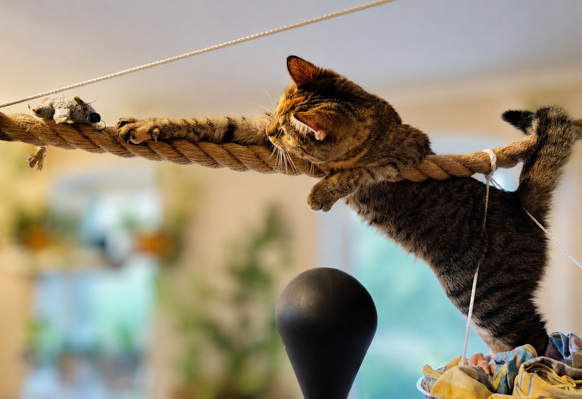 Katze Lilly klettert von ihrer hängenden Schale aus vorsichtig an das dicke Seil. Mit den Vorderpfoten hält sie sich daran fest und streckt sich weit nach ihrer Stoffmaus Klaus, die ein Stück vor ihr auf dem Seil sitzt. Der Hintergrund ist weich unscharf. Lilly-20260821b