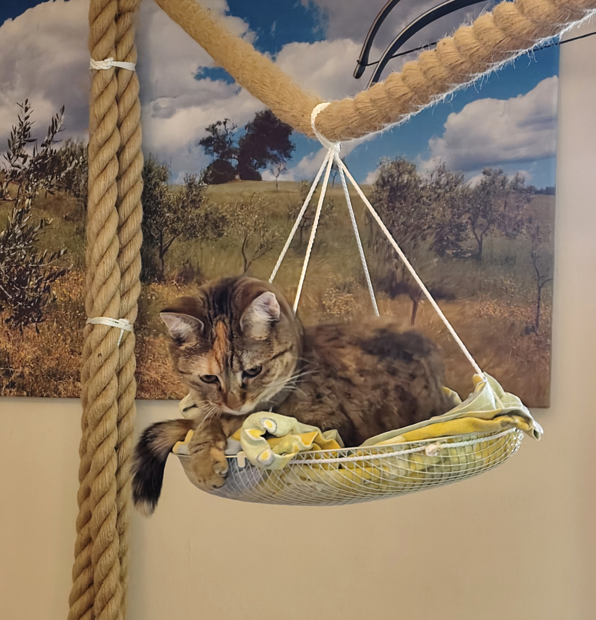 Katze Lilly liegt entspannt in einer zweiten, mit Stoff ausgepolsterten Hängeschale. Über ihr verläuft das dicke Kletterseil, an dem die Schale befestigt ist. Nach ihren ersten Kletterversuchen hat sie es sich auf ihrem neuen erhöhten Ruhe- und Beobachtungsplatz gemütlich gemacht. Lilly-20260821c