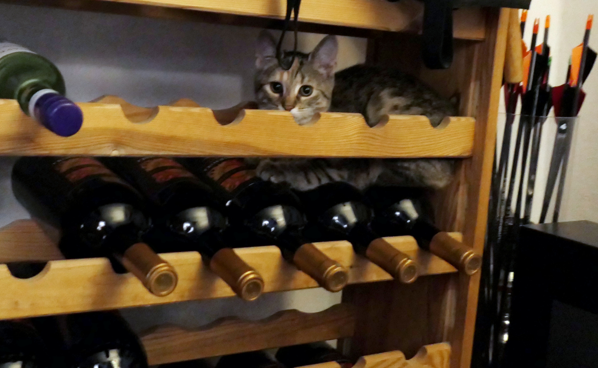 Katze Lilly sitzt gemütlich in einem Holz-Weinregal zwischen Rotweinflaschen und schaut neugierig durch eine leere Weinreihe hindurch. lilly-20250921