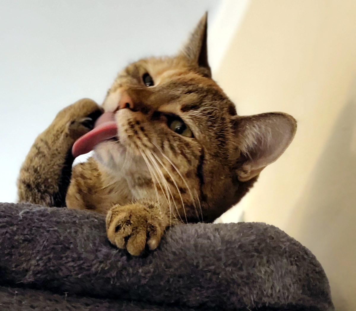 Katze Lilly liegt entspannt auf der oberen Liegefläche ihres Katzenbaums und betreibt Katzenwäsche. Sie leckt mit ausgestreckter Zunge sorgfältig eine Vorderpfote. Lilly-20260921b