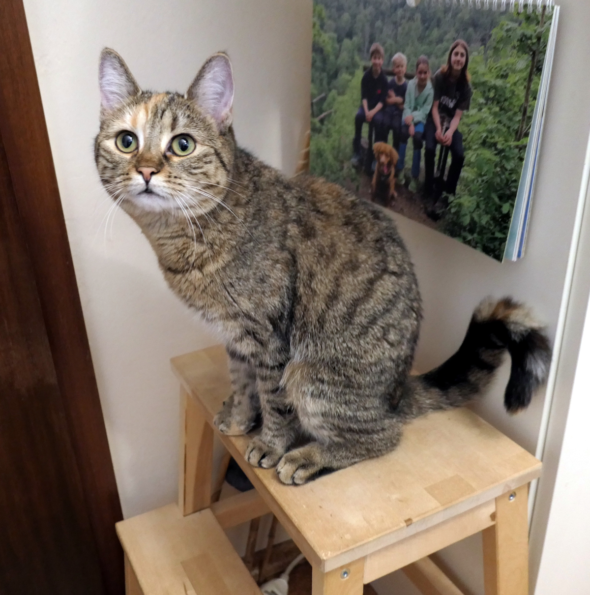 Katze Lilly sitzt aufmerksam auf einem kleinen Holz-Stufentritt vor einer geschlossenen Tür. Mit großen grünen Augen blickt sie erwartungsvoll zur Kamera, als würde sie darauf warten, dass ihr jemand die Tür zum Flur öffnet. Lilly-20260722b