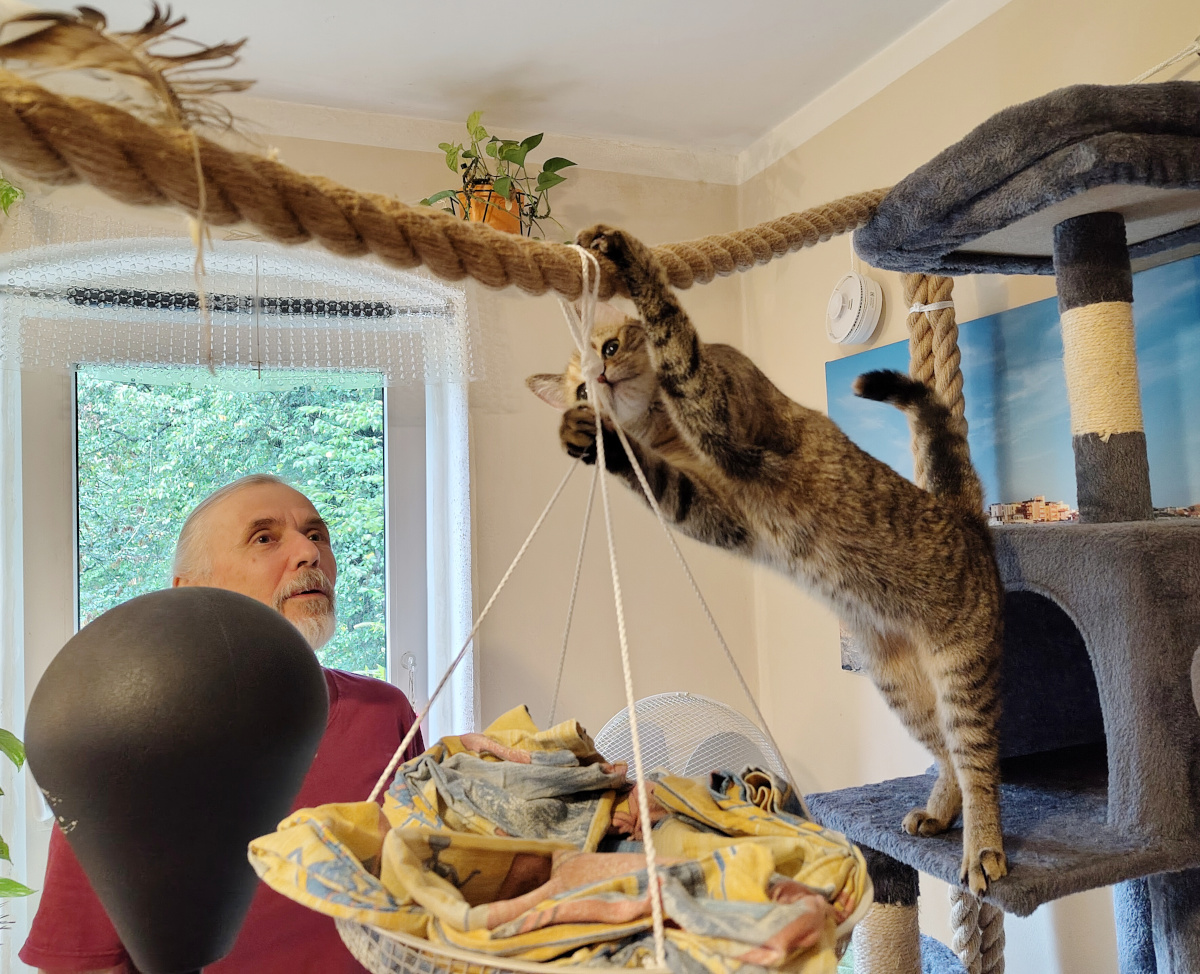 Katze Lilly beginnt ihren Aufstieg auf das dicke, quer durch den Raum gespannte Seil. Mit den Hinterpfoten steht sie noch auf einer Plattform des Katzenbaums, während sie sich mit den Vorderpfoten am Seil festhält und mit konzentriertem Blick die Lage prüft. Unter ihr hängt eine mit Stoff ausgelegte Liegeschale. Lilly-20260822a