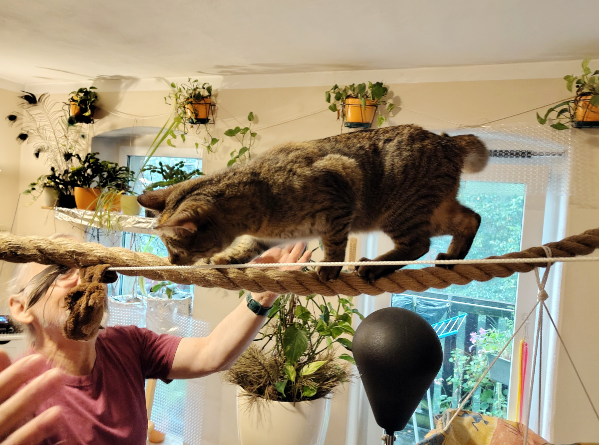 Katze Lilly balanciert vorsichtig mit allen vier Pfoten über das dicke Seil. Ihr Körper ist angespannt und der Blick konzentriert nach vorn gerichtet. Direkt neben ihr steht ein Zweibeiner mit ausgestreckter Hand bereit, um sie bei einem Fehltritt auffangen zu können. Lilly-20260822b