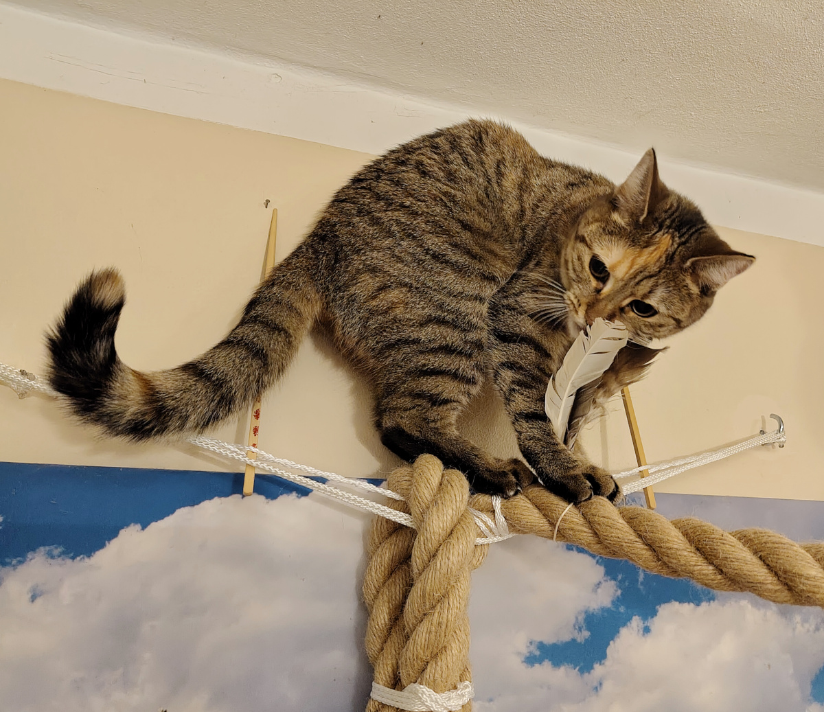 Katze Lilly hat das Ende ihrer Klettertour erreicht und sitzt hoch oben auf dem dicken Seil. Neugierig untersucht sie mit Nase und Maul ein Büschel heller Federn – die begehrte Beute, für die sich der anstrengende Aufstieg gelohnt hat. Lilly-20260822c