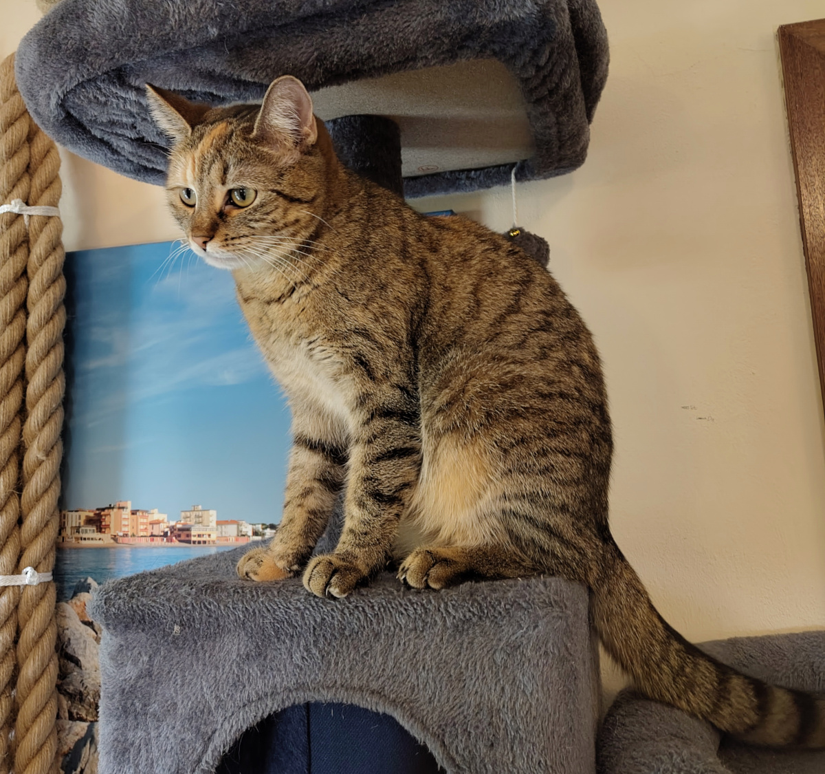 Katze Lilly sitzt auf einer Ebene ihres grauen Katzenbaums. Aufrecht und aufmerksam blickt sie seitlich in den Raum und beobachtet konzentriert ihr Umfeld. Lilly-20260922b