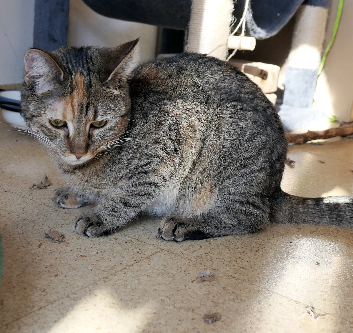 Katze Lilly hockt auf dem Boden und schaut mit leicht geneigtem Kopf nachdenklich zur Seite. Um sie herum liegen viele kleine Pappschnipsel – ihr selbst hergestelltes „Katzenkonfetti“ – verteilt auf dem Boden. Lilly-20260423