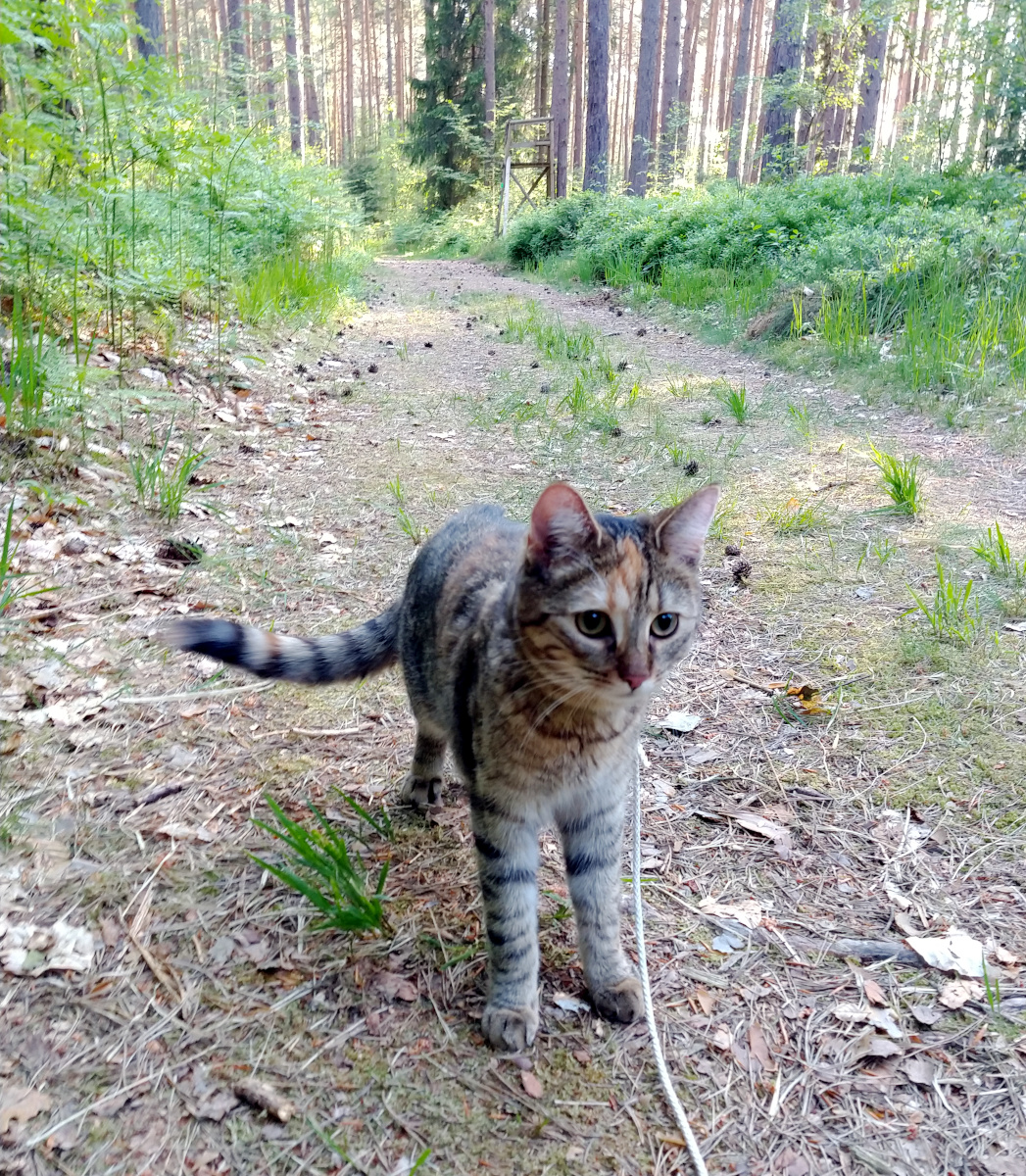 Katze Lilly steht auf einem sonnigen Waldweg zwischen hohen Bäumen. Mit neugierigem Blick und angelegter Leine erkundet sie aufmerksam den Wald und schaut direkt in die Kamera. Lilly-20260523b