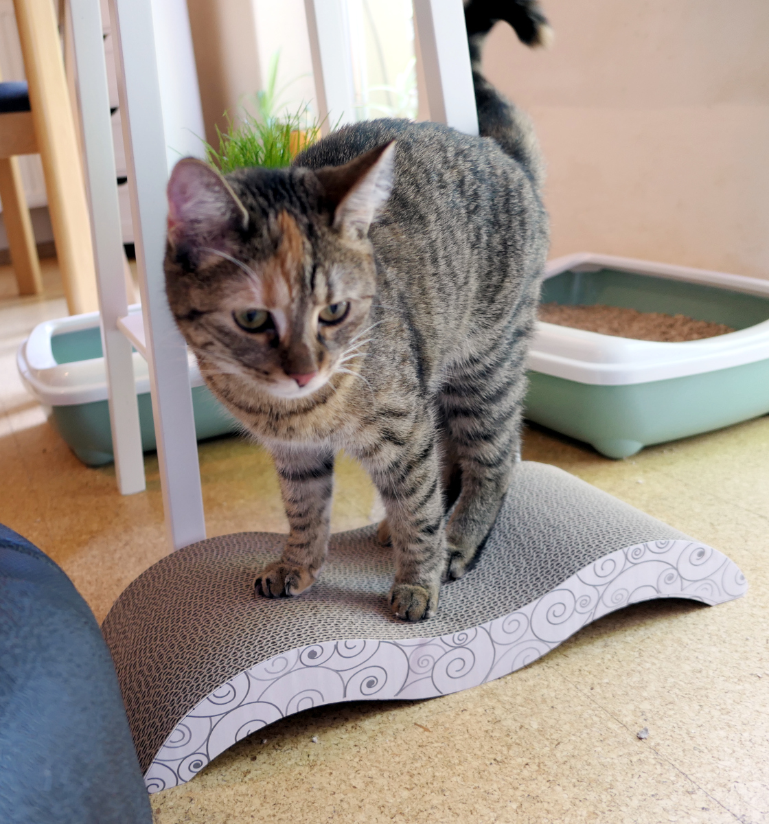 Katze Lilly steht prüfend auf einer neuen Kratzwelle aus Wellpappe. Mit konzentriertem Blick testet sie ihr neues Möbelstück, während im Hintergrund ihre Katzentoilette und ein Topf mit Katzengras zu sehen sind. Lilly-20260623b