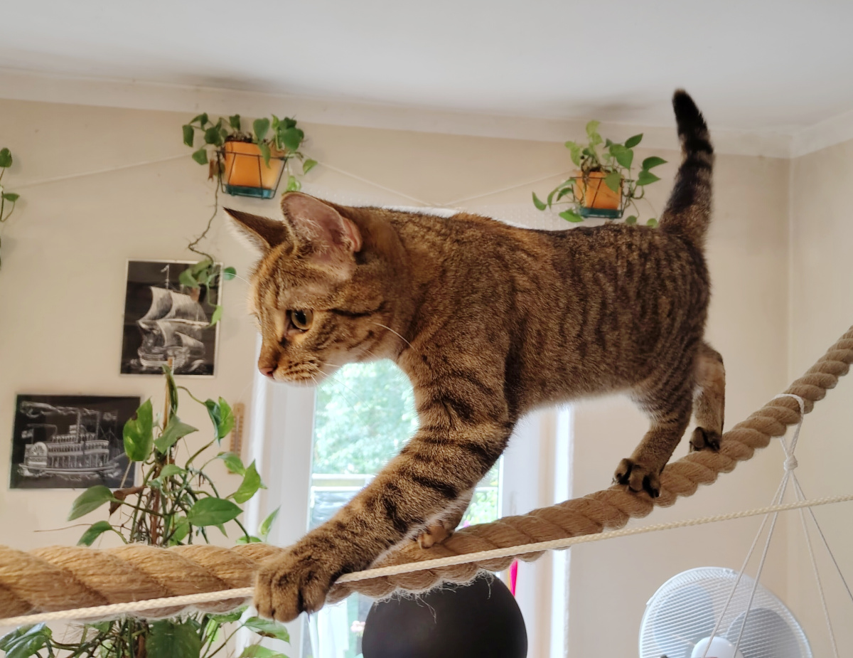 Katze Lilly balanciert mit allen vier Pfoten auf einem dicken, frei gespannten Seil durch den Wohnraum. Konzentriert setzt sie eine Vorderpfote vor die andere und hält ihren Schwanz aufrecht, um das Gleichgewicht zu bewahren. Lilly-20260823b