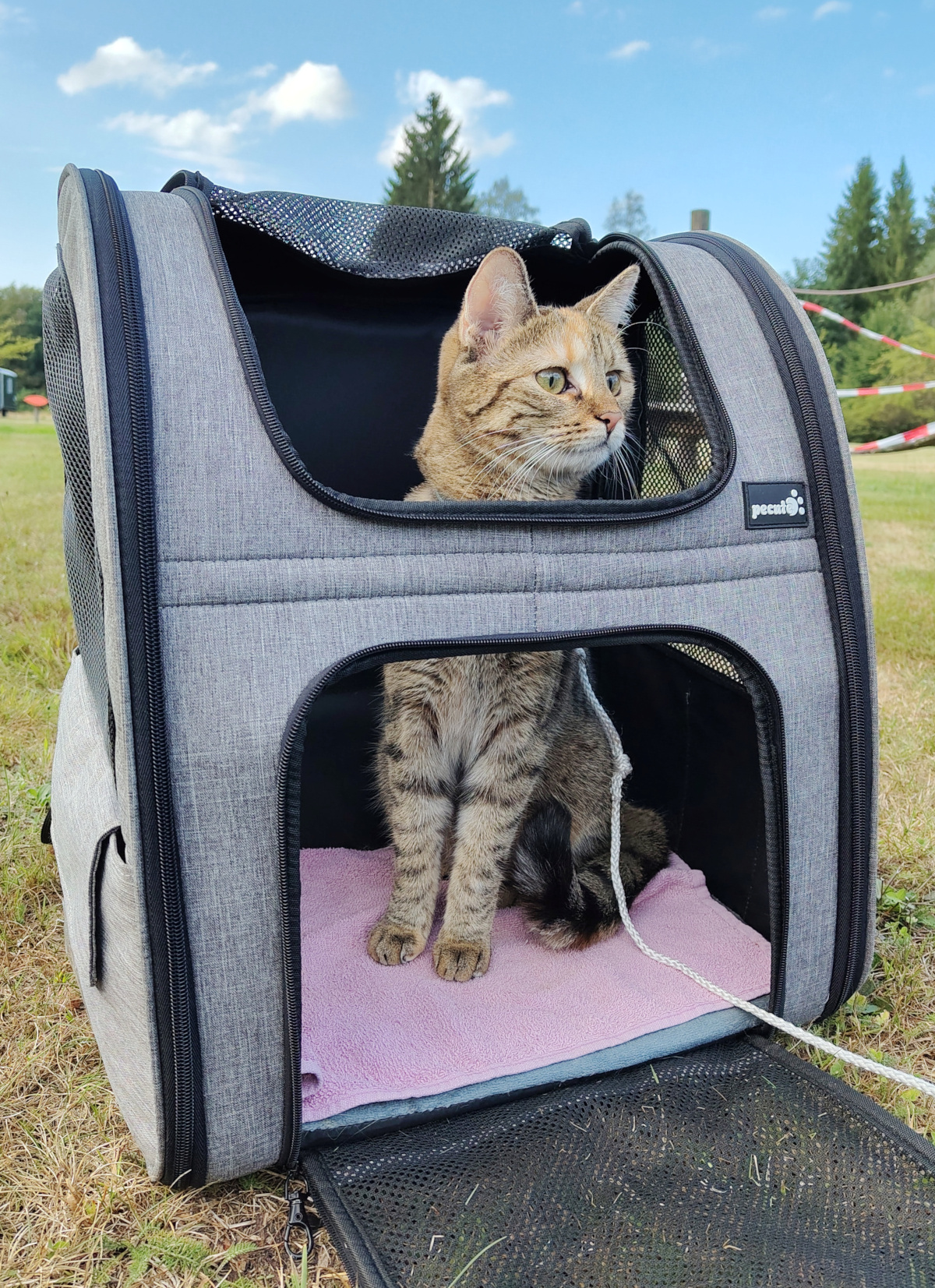 Katze Lilly sitzt bei einem Ausflug in ihrem geöffneten grauen Wanderrucksack auf einer Wiese. Aufmerksam schaut sie aus der großen Öffnung ins Freie; hinter ihr sind grüner Wald und blauer Himmel zu sehen. Lilly-20260823c