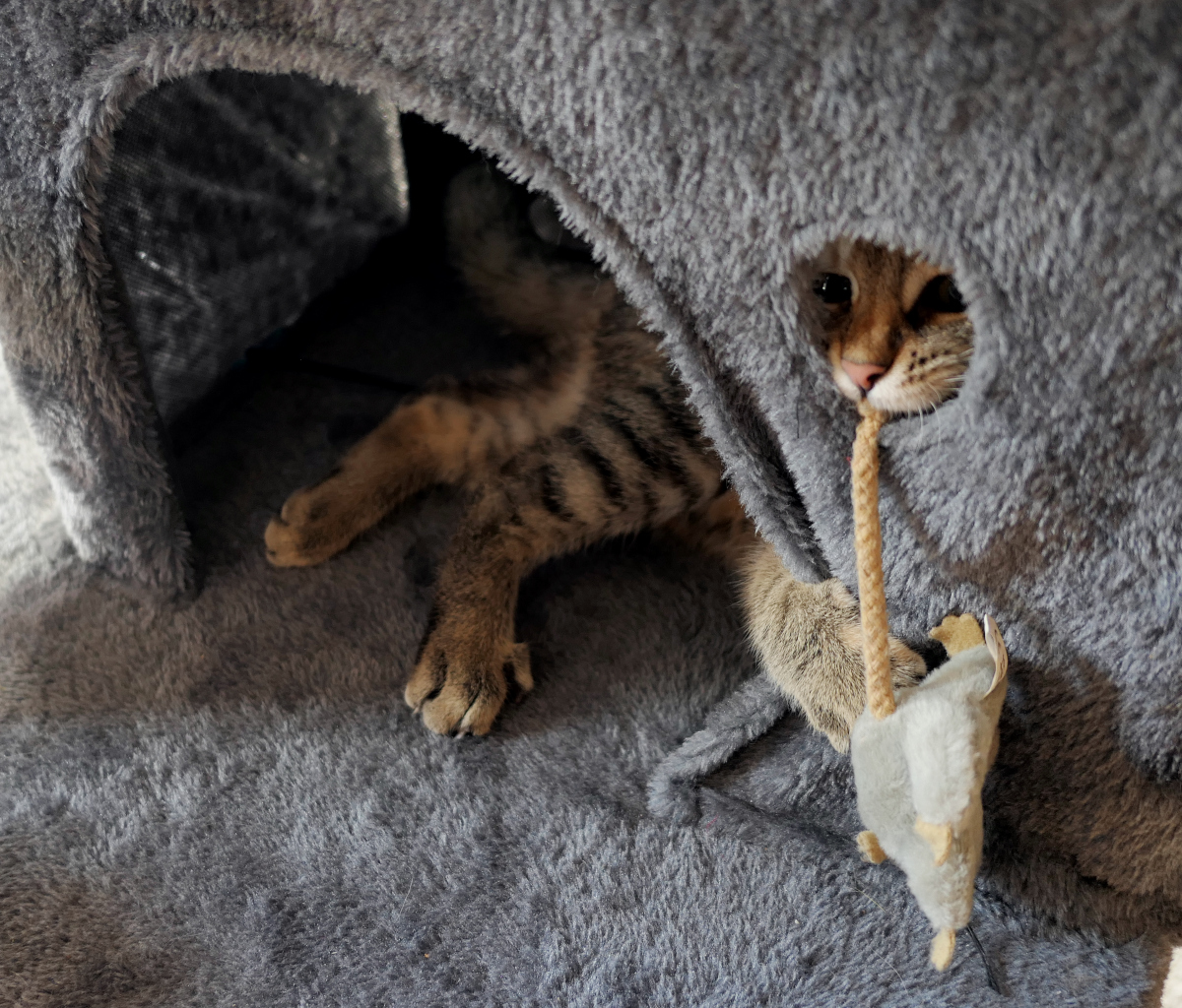 Lilly liegt auf ihrem Katzenbaum in einem kleinen Häuschen mit Tor und Fenster. Sie schaut durch das Fenster, hält eine Stoffmaus am Schwanz im Maul, eine Pfote greift durch das Tor, um die Maus zu sichern. lilly-20250923
