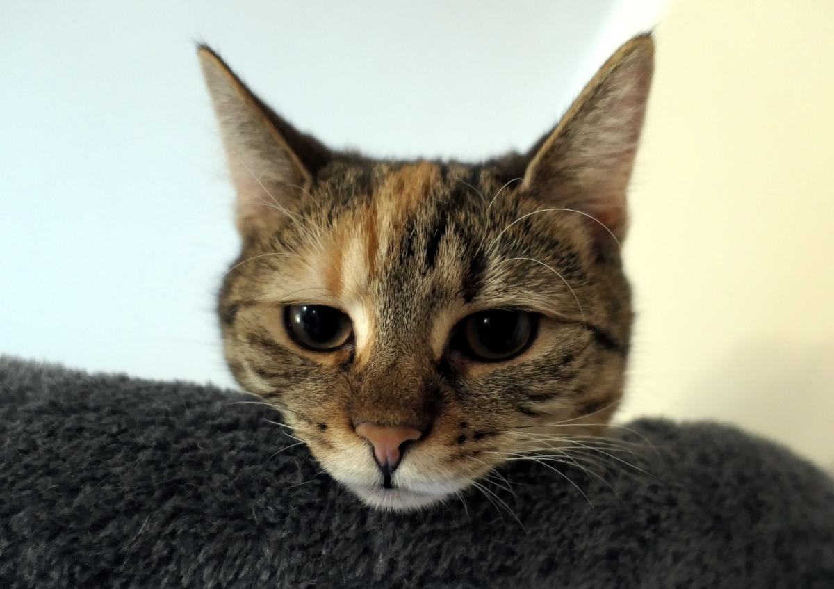 Lilly liegt ganz oben auf ihrem Katzenbaum. Nur ihr Kopf ist sichtbar, müde über den weichen Rand der Liegefläche gelegt, die Augen halb geschlossen, als würde sie alles beobachten – und gleichzeitig tief entspannen. Lilly-20260124