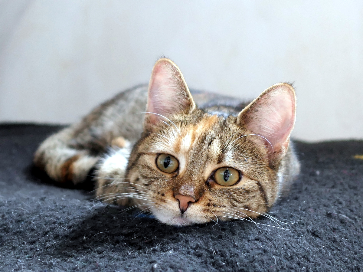 Lilly liegt ausgestreckt und ganz flach auf ihrer schwarzen Lieblingsdecke. Ihr Kopf ruht entspannt auf dem weichen Stoff, die Augen ruhig und aufmerksam zur Kamera gerichtet. Das Fell wirkt besonders weich in der Nahaufnahme – ein Moment voller Gelassenheit und königlicher Ruhe. Lilly-20260324