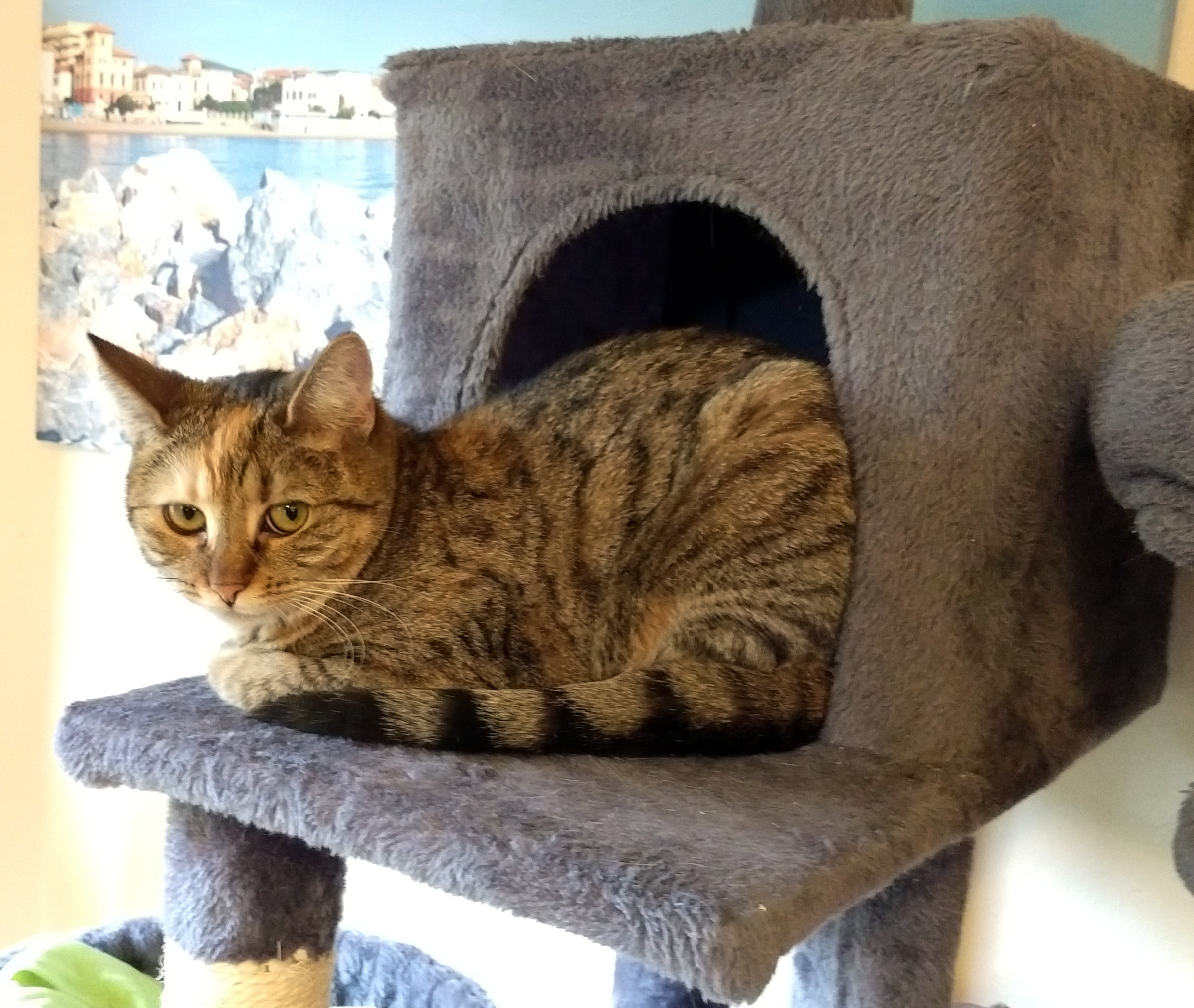 Katze Lilly liegt aufmerksam auf der Liegefläche ihres grauen Katzenbaums vor der Höhle. Mit wachem Blick schaut sie direkt in die Kamera, während ihr getigertes Fell mit dem hellen Stirnfleck gut zu erkennen ist. Lilly-20260724b