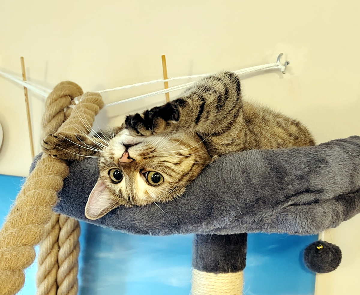 Katze Lilly liegt entspannt auf dem Rücken auf der oberen, grau gepolsterten Liegefläche ihres Katzenbaums. Ihr Kopf hängt kopfüber über den Rand, während sie mit großen, wachen Augen in die Kamera schaut. Neben ihr verläuft das dicke Balancierseil. Lilly-20260824b
