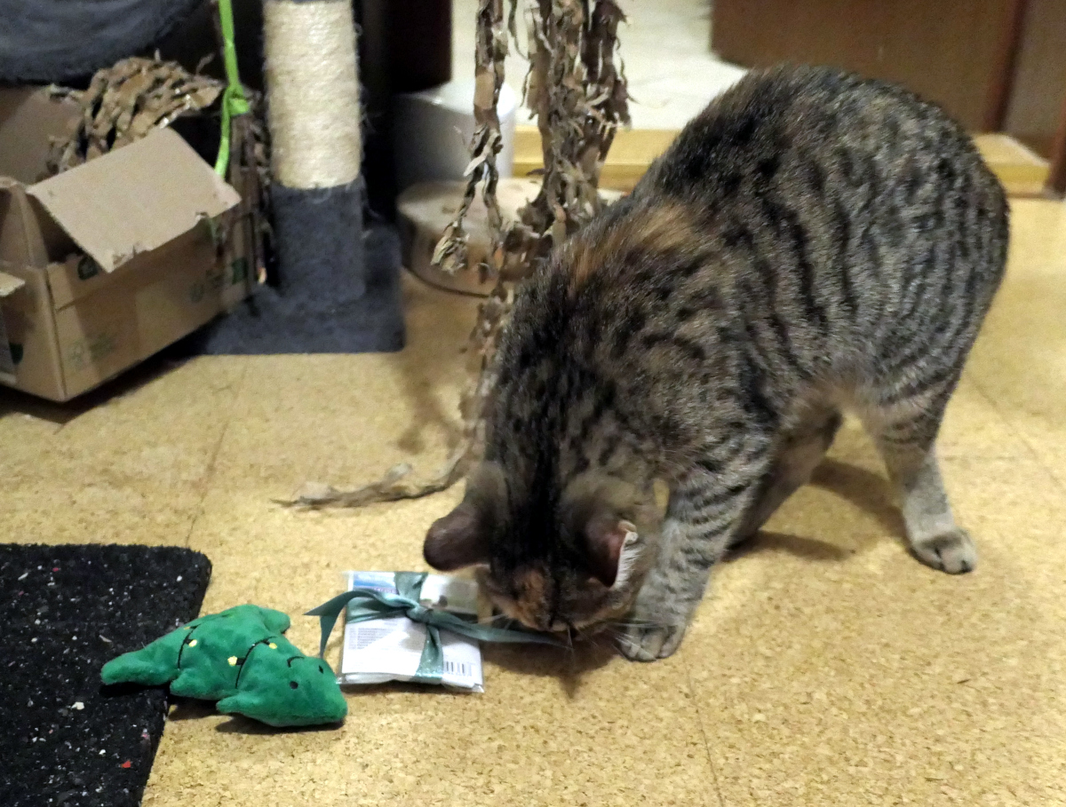 Katze Lilly untersucht ein kleines Geschenk mit grüner Schleife. Sie versucht konzentriert, die Verpackung zu öffnen. Daneben liegt der bereits bespielte Plüsch-Weihnachtsbaum – stummer Zeuge der vorangegangenen Action. Lilly-20251225-b