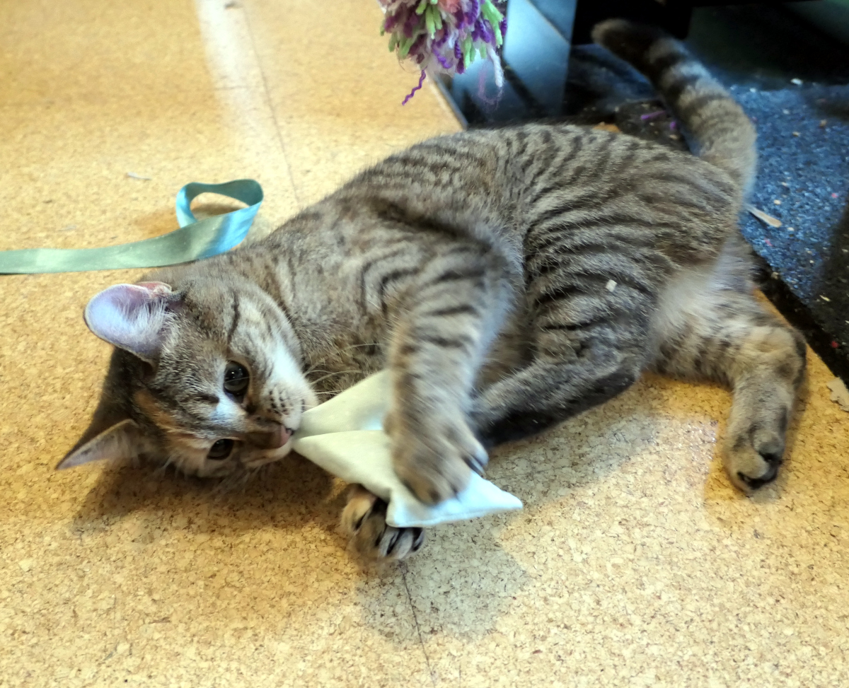 Katze Lilly liegt entspannt auf dem Boden, das Geschenk ist ausgepackt. Zwischen ihren Vorderpfoten und sanft mit dem Mäulchen gehalten: ein kleines Schmusekissen. Ihr Blick zufrieden, der Körper locker – pures Katzen-Weihnachtsglück. Lilly-20251225-c