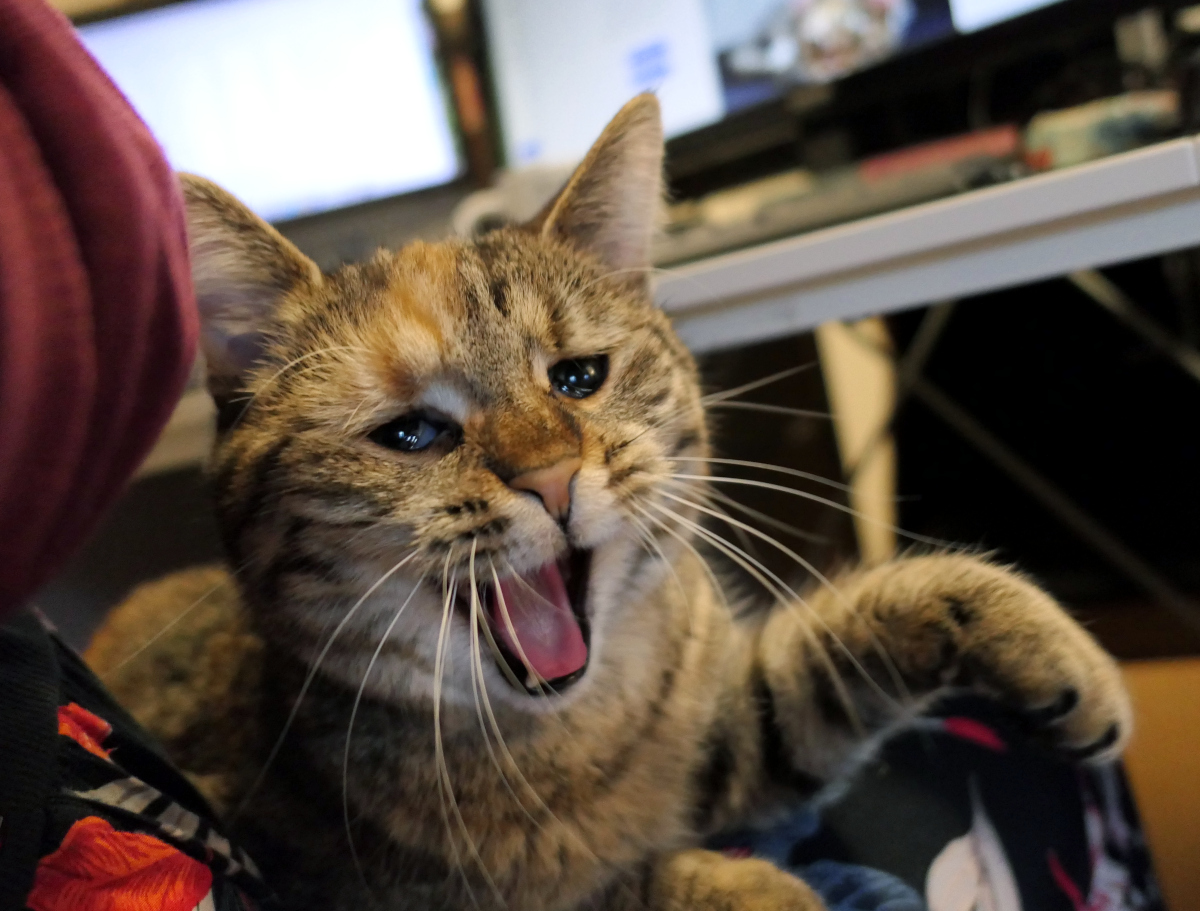 Lilly liegt entspannt auf dem Schoß ihres Zweibeiners, der am Schreibtisch sitzt. Im Hintergrund sind unscharf zwei Monitore und eine Tastatur zu erkennen. Die Kamera befindet sich auf Höhe von Lillys Kopf und fängt einen besonderen Moment ein: Sie reißt gerade ihr Maul weit auf zu einem ausgiebigen Gähnen, ihre rosa Zunge ist deutlich sichtbar. Ihre Augen sind sanft geschlossen – ein typischer „Ich bin gerade erst wach geworden“-Moment voller Ruhe und Geborgenheit. Lilly-20260325