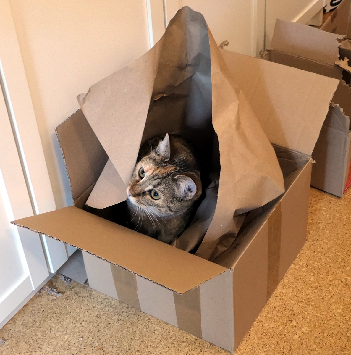 Katze Lilly sitzt aufmerksam in einem großen Karton zwischen zerknülltem Packpapier und schaut neugierig aus ihrer kleinen Papphöhle heraus. Lilly-20260525b