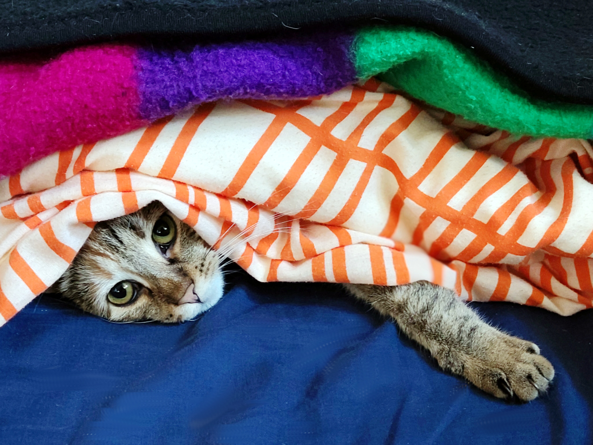 Die müde Katze Lilly liegt eingekuschelt unter mehreren Decken auf einem blauen Bett. Zwischen einer orange-weiß gemusterten Decke und bunten Stoffen schaut ihr Kopf hervor, während sie eine Vorderpfote entspannt nach draußen gestreckt hat. Lilly-20260825b