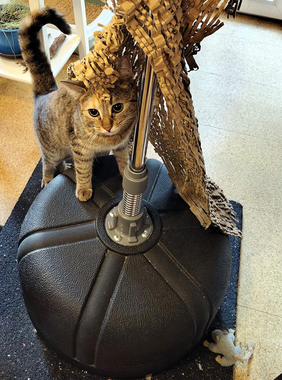 Katze Lilly steht neben dem schweren Standfuß eines Möbelstücks und schaut unter einem herabhängenden braunen Geflecht hervor. Auf dem Boden liegt ihre Spielzeugmaus Klaus, mit der Lilly gerade Verstecken spielt. Lilly-20260925b
