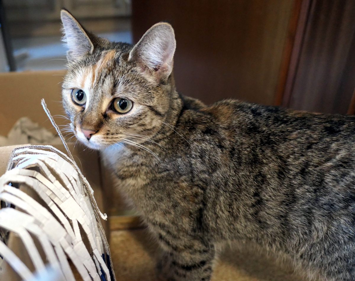 Lilly steht aufmerksam vor mehreren Pappkartons, die mit Verpackungsmaterial gefüllt sind. Ihr Körper ist leicht angespannt, der Kopf zur Seite gedreht. Mit großen, offenen Augen und einem nachdenklichen, fast philosophischen Blick scheint sie die Situation zu analysieren – als würde sie bereits den nächsten genialen Plan für ihre Karton-Abenteuer schmieden. Lilly-20260326