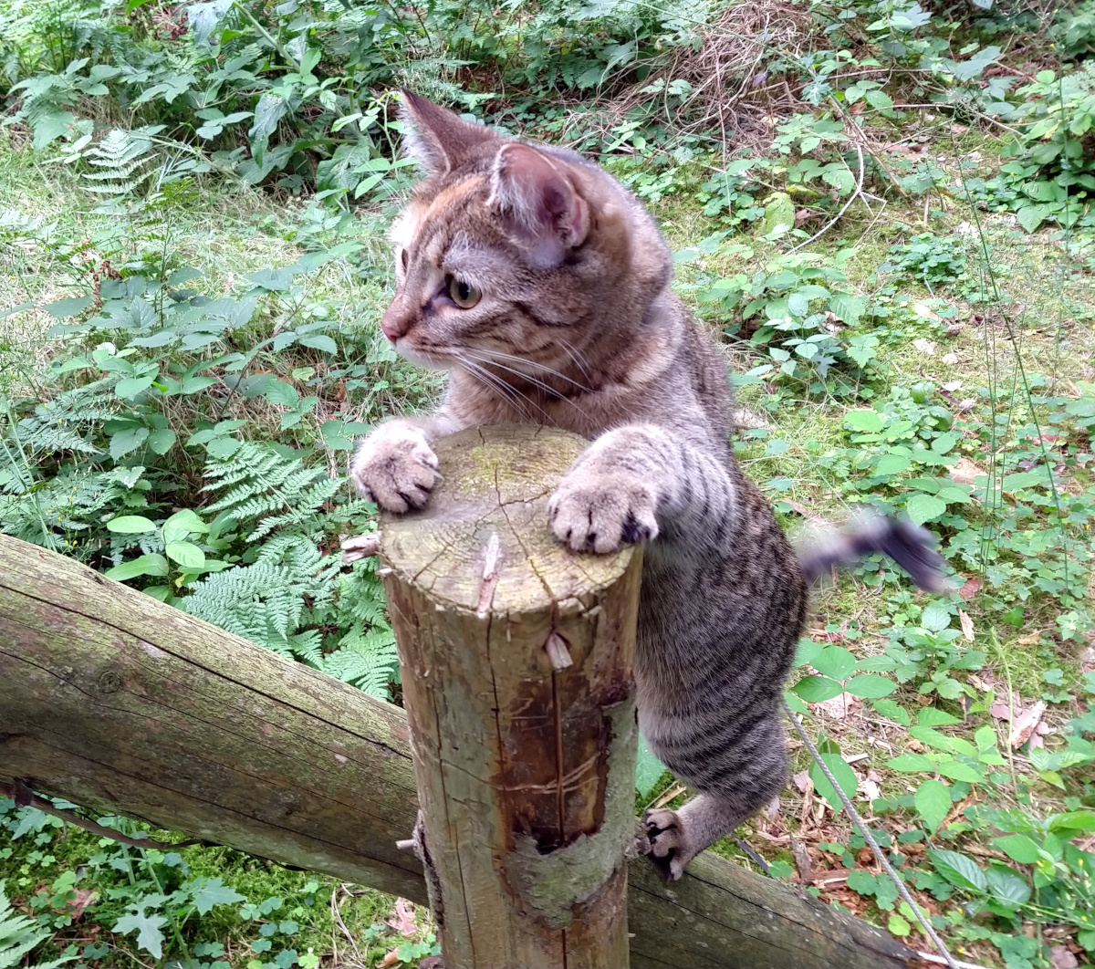 Katze Lilly klettert neugierig an einem hölzernen Pfahl eines Hochsitzes empor. Mit den Vorderpfoten hält sie sich fest und beobachtet aufmerksam ihre Umgebung im grünen Wald. Lilly-20260726b