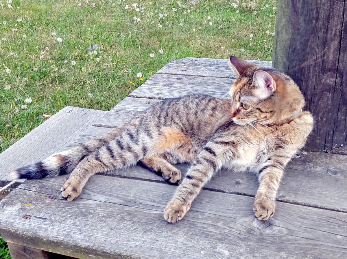 Katze Lilly liegt entspannt auf einem hölzernen Podest mitten auf einer Waldwiese. Wie ein kleiner Tiger beobachtet sie aufmerksam die Umgebung und genießt die ruhige Natur. Lilly-20260726c