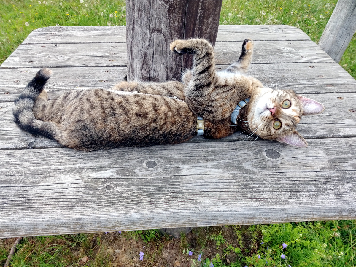 Katze Lilly rollt sich verspielt auf dem hölzernen Podest auf den Rücken. Mit weit geöffneten grünen Augen blickt sie direkt in die Kamera und zeigt ihre neugierige, verschmuste Seite. Lilly-20260726d