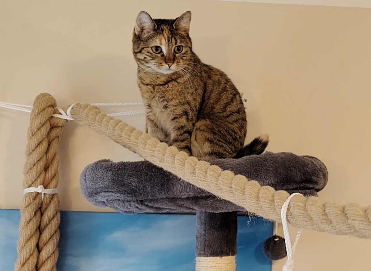 Katze Lilly sitzt aufmerksam auf der oberen Liegefläche ihres Katzenbaums. Vor ihr verläuft das dicke helle Balancierseil quer durch den Raum. Lilly schaut mit wachem, leicht skeptischem Blick zur Seite, als würde sie ihren nächsten Versuch auf dem Seil genau planen. Lilly-20260826