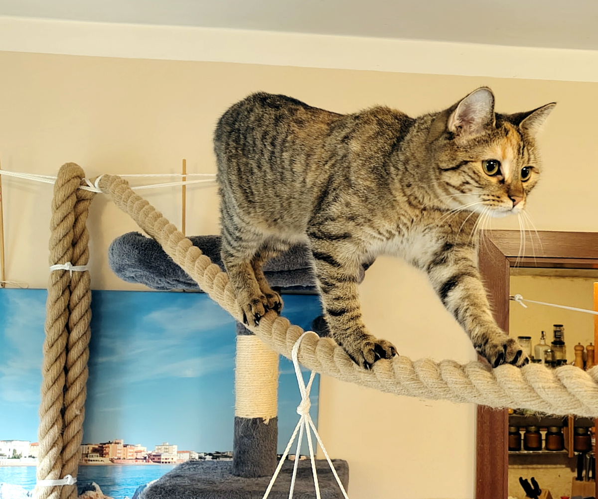 Katze Lilly balanciert konzentriert auf einem dicken hellen Seil. Mit weit gesetzten Pfoten und vorsichtiger Körperhaltung geht sie Schritt für Schritt vorwärts und richtet ihren Blick aufmerksam auf den weiteren Weg. Lilly-20260826a