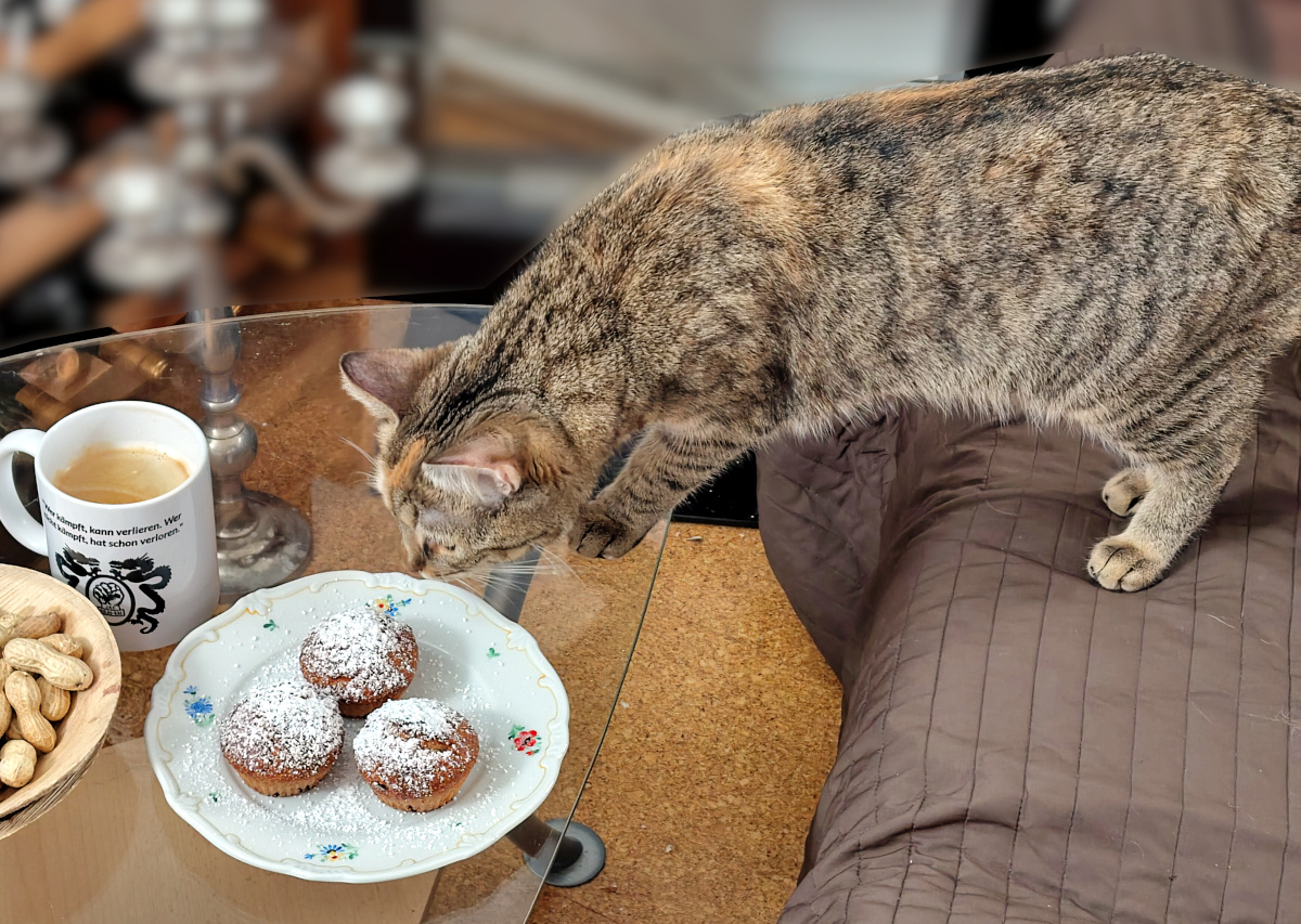 Katze Lilly steht mit den Hinterpfoten auf dem Sofa und stützt sich mit den Vorderpfoten am Glastisch ab. Neugierig beugt sie sich über einen Teller mit drei mit Puderzucker bestäubten Muffins und schnuppert daran. Daneben stehen eine Kaffeetasse und eine Schale mit Erdnüssen. Lilly-20260926b