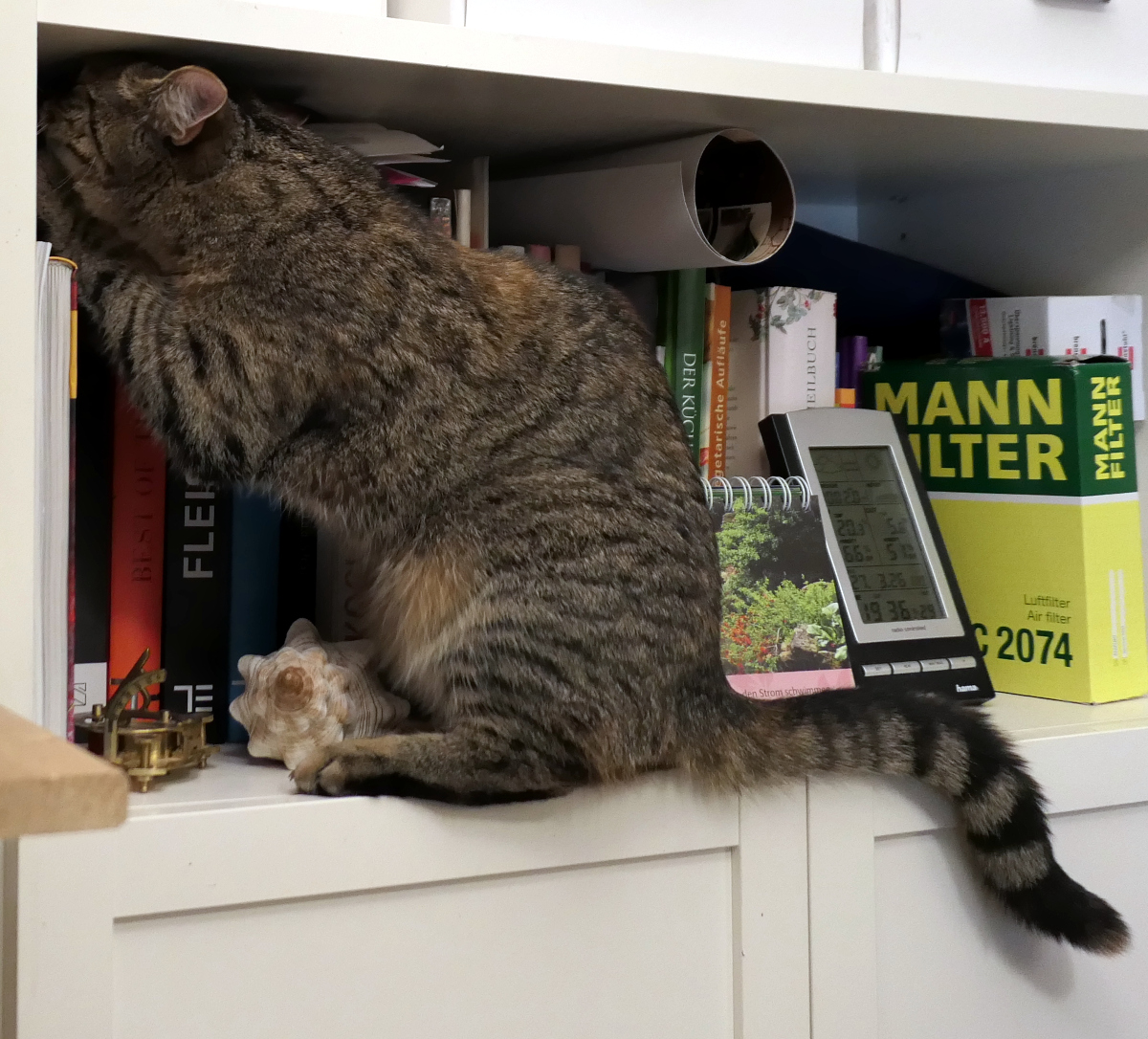 Lilly sitzt oben im Bücherregal, den Körper leicht nach vorne gebeugt. Mit konzentriertem Blick und ausgestreckten Vorderpfoten versucht sie, ein Buch aus der Reihe zu angeln – als wäre es Beute. Lilly-20260327a