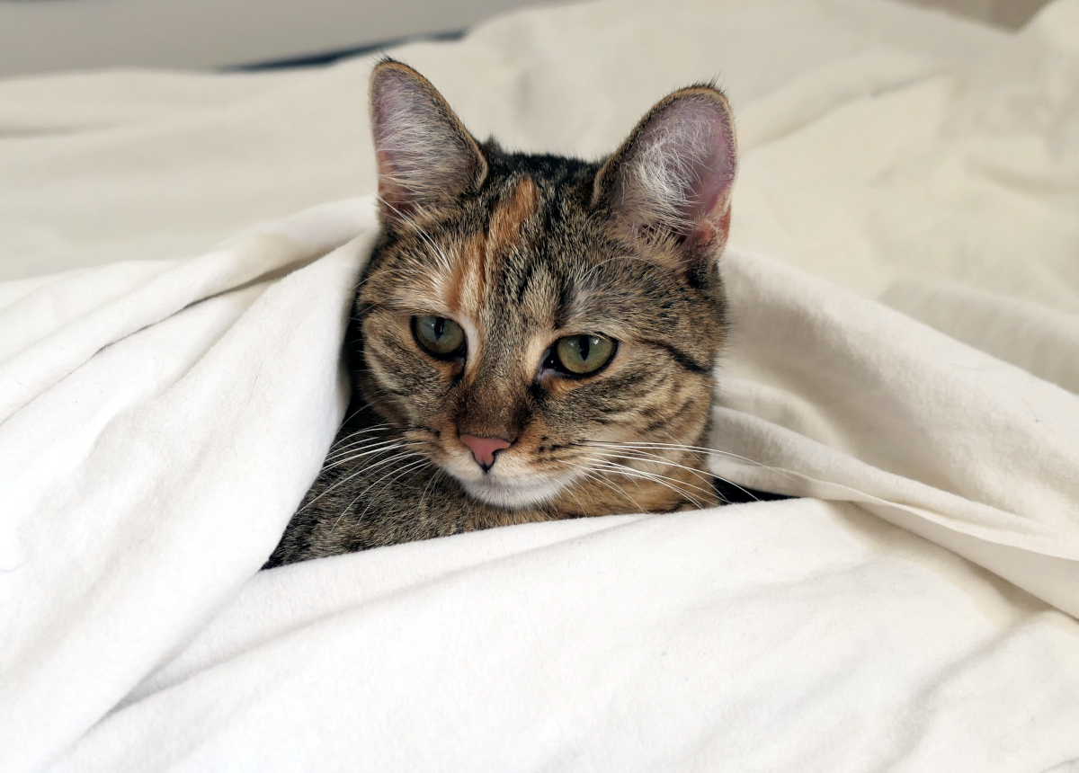Lilly-20260627a
