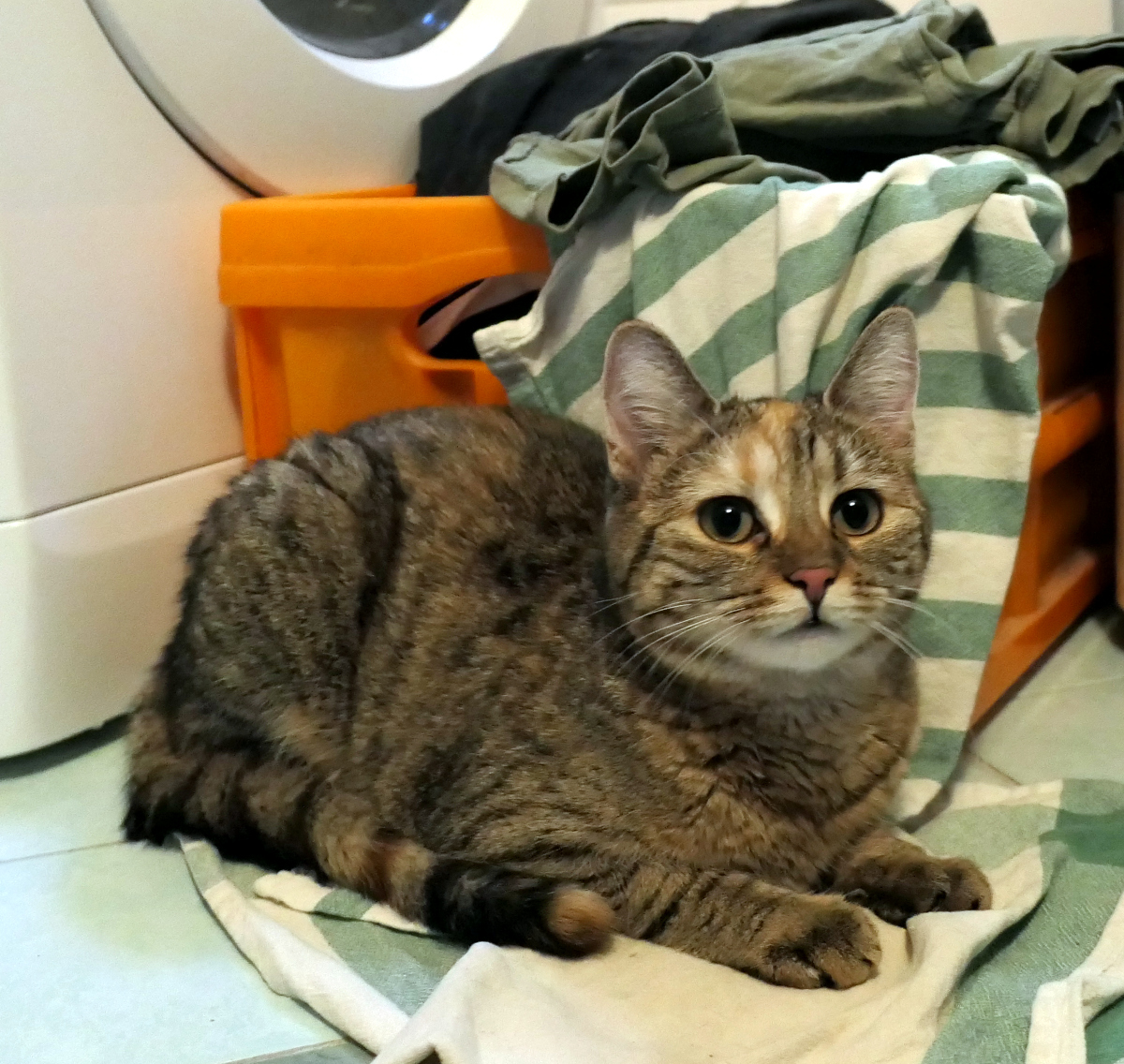 Katze Lilly hat es sich auf einem grün-weiß gestreiften Tuch vor einem orangefarbenen Wäschekorb im Badezimmer gemütlich gemacht. Im Hintergrund stehen Waschmaschine und Wäschekorb. Mit großen, runden Augen blickt sie aufmerksam in die Kamera und genießt den vergleichsweise kühlen Fliesenboden. Lilly-20260627b