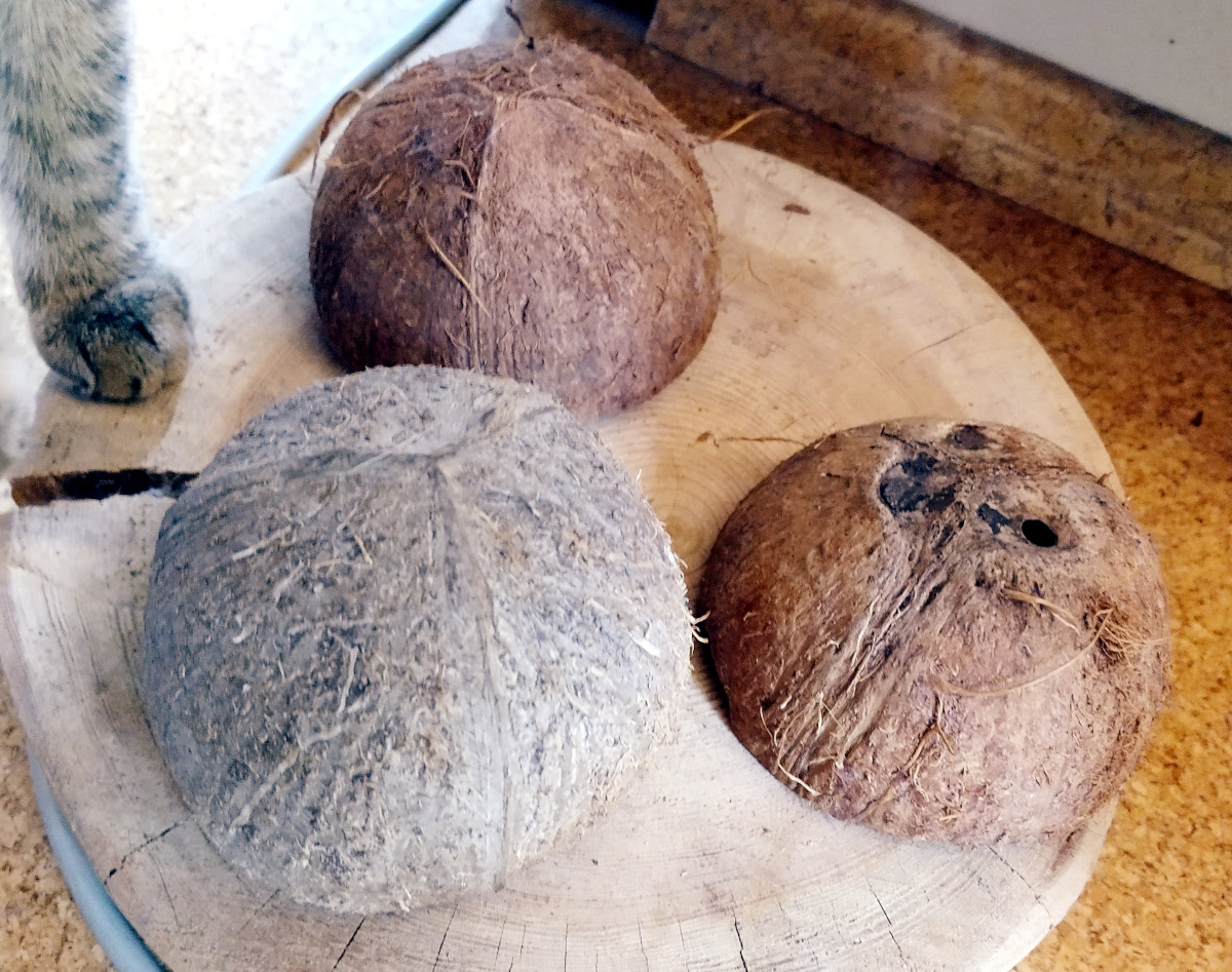 Drei halbe Kokosnussschalen liegen auf einer runden Holzscheibe. Eine Schale ist bereits deutlich von Lilly bearbeitet und hat mehrere kleine Löcher. Am linken Bildrand ist eine Vorderpfote der Katze zu sehen – bereit für das nächste Leckerli-Versteckspiel. Lilly-20260727b