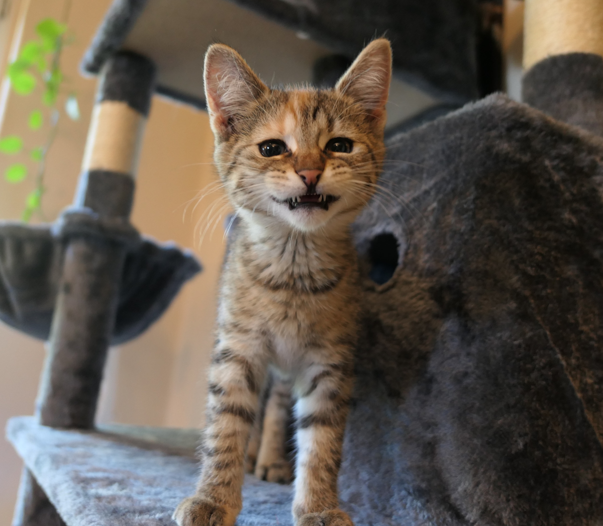 lilly-20250827