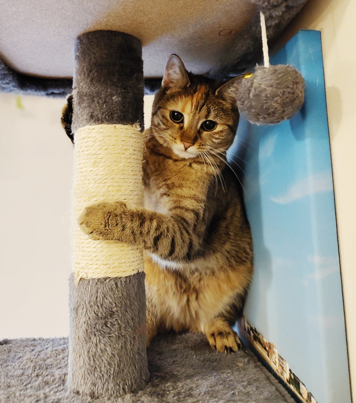 Katze Lilly sitzt dicht neben dem senkrechten Kratzstamm ihres Katzenbaums und hält ihn mit einer Vorderpfote fest. Neben ihrem Kopf hängt ein grauer Spielball. Lilly schaut mit großen Augen direkt in die Kamera. Lilly-20260827b