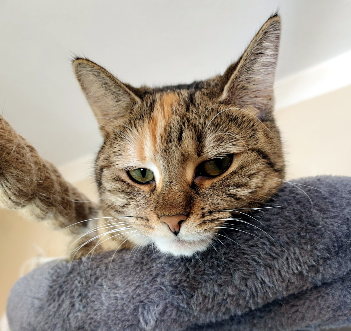 Nahaufnahme von Lillys Kopf auf der weichen oberen Liegefläche ihres Katzenbaums. Mit müdem, entspanntem Blick und halb geschlossenen grünen Augen schaut sie über ihr Reich. Lilly-20260927b