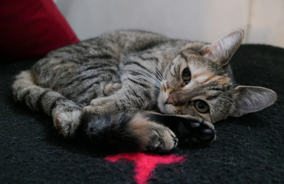 Lilly liegt eng zusammengerollt auf ihrer weichen, schwarzen Decke. Ihr Fell wirkt besonders flauschig, während sie mit leicht müdem, aber zufriedenen Blick direkt in die Kamera schaut – als würde sie sagen: „Ich habe heute Großartiges geleistet… jetzt ist Ruhe angesagt.“ Lilly-20260328