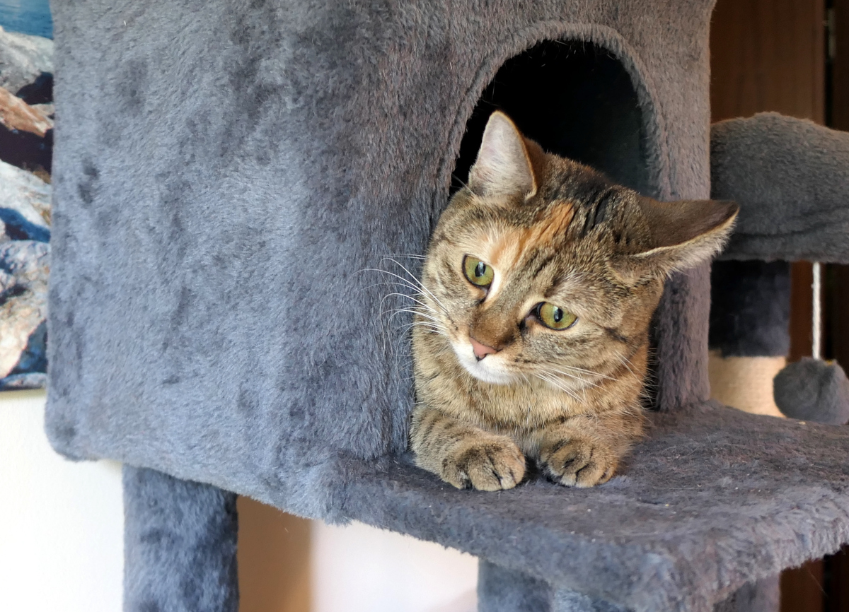 Katze Lilly liegt entspannt im Eingang ihres grauen Katzenhauses auf dem Katzenbaum. Nur ihr Kopf und die Vorderpfoten schauen heraus, während sie mit ihren grünen Augen aufmerksam ihre Umgebung beobachtet. Lilly-20260728b