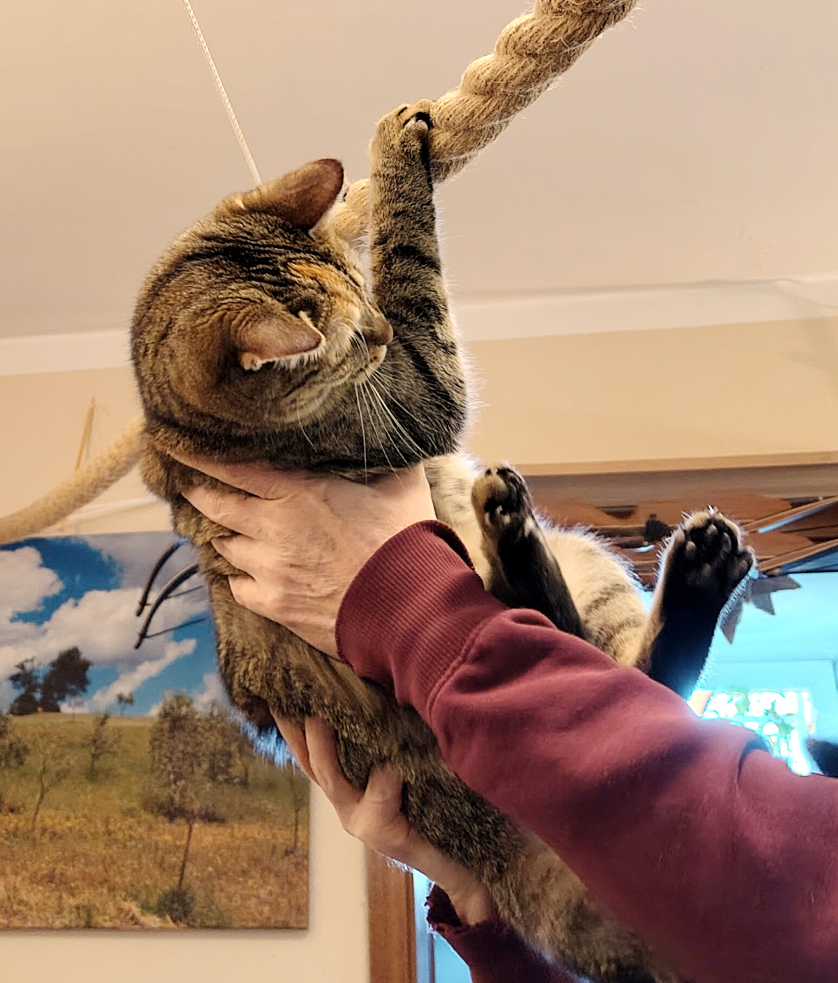 Katze Lilly hängt mit beiden Vorderpfoten an einem dicken Seil unter der Zimmerdecke. Ein Zweibeiner hält und stützt sie mit beiden Händen von unten, während Lilly versucht, wieder Halt am Seil zu finden. Lilly-20260928b